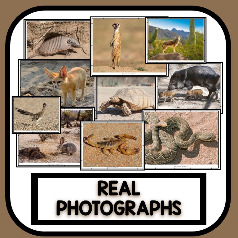 Desert Lesson Plans Preschool Teacher 101