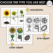 Thumb-Life Cycles-Sunflowers (3)