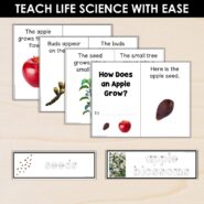 Thumb-Life Cycles-Apple (2)