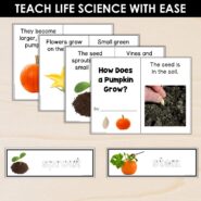 Thumb-Life Cycles-Pumpkin (2)