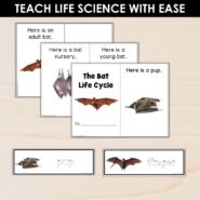 Thumb-Bat Life Cycle (2)