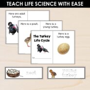 Thumb-Turkey Life Cycle (2)